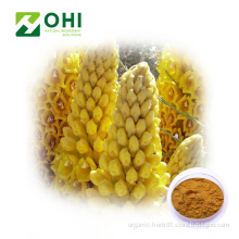 Cistanche Tubulosa Extract Verbascoside